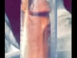 White cock